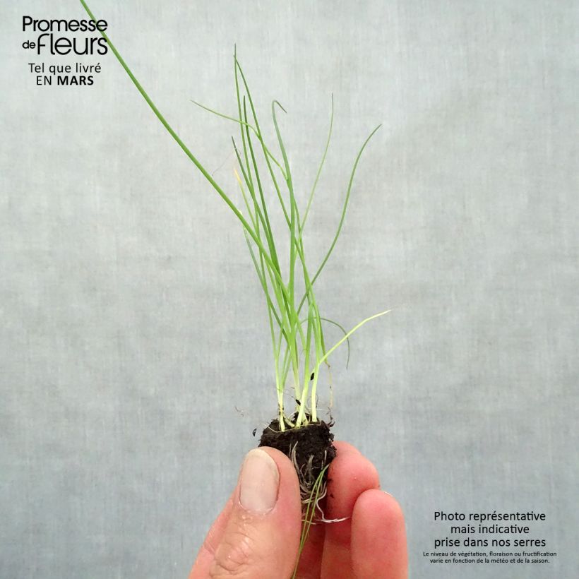 Exemplar von Feiner Schnittlauch Mini-Plug Ø 3/4 cm wie im Frühjahr geliefert