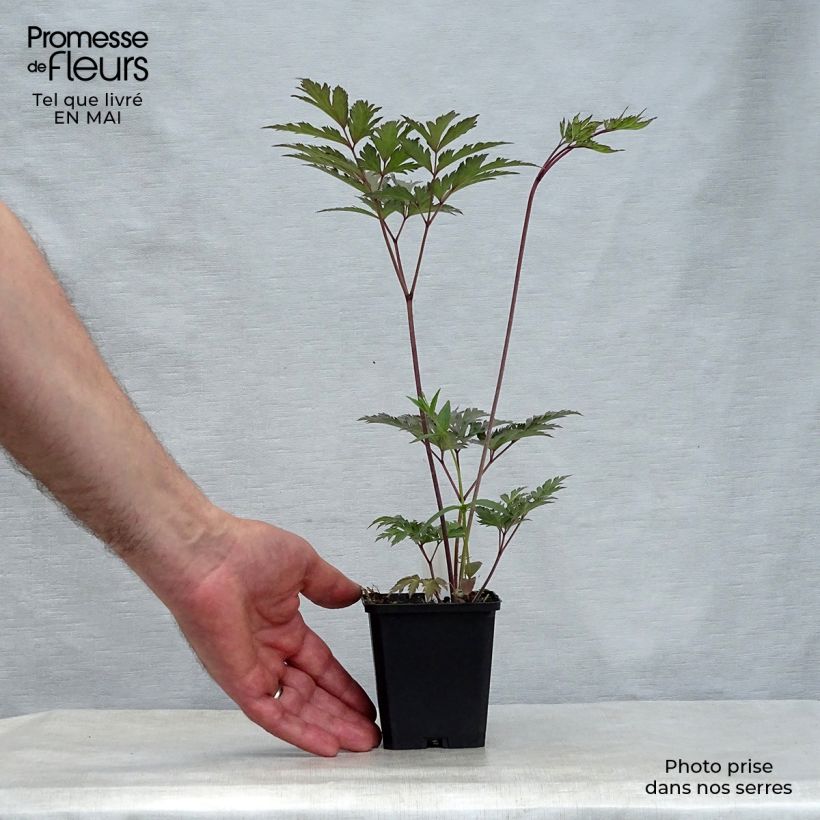 Example of Actaea simplex Atropurpurea - Oktober-Silberkerze Kleine Töpfe von 8/9 cm as you get in printemps