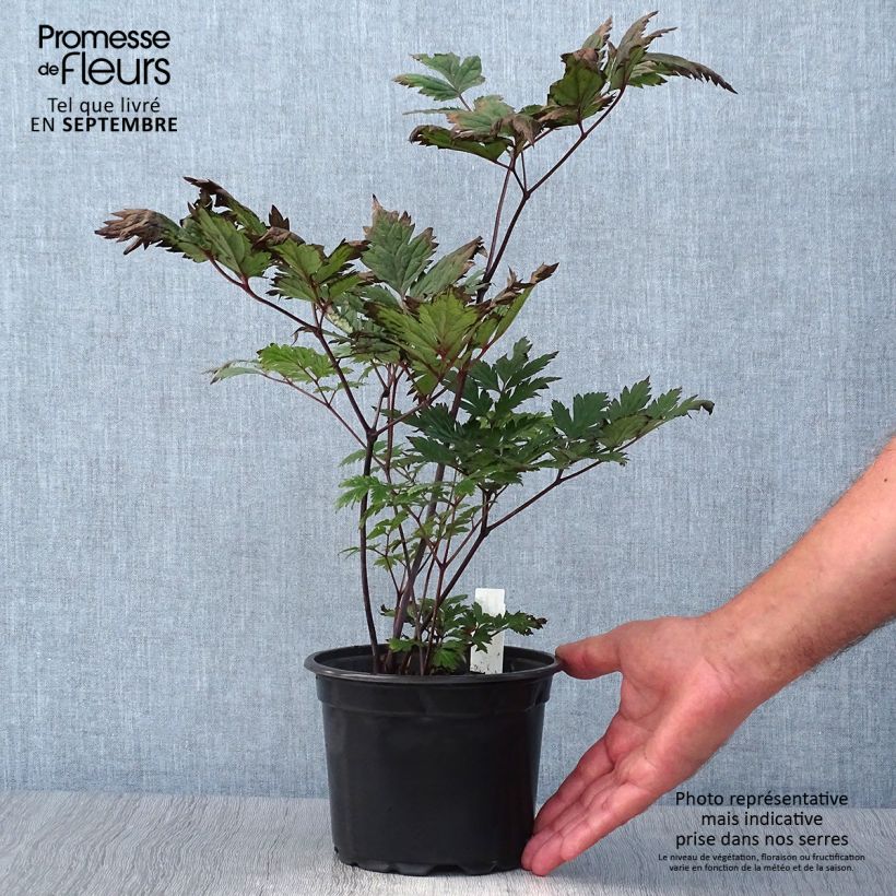 Exemplar von Actaea simplex Atropurpurea - Oktober-Silberkerze Topf mit 2L/3L wie im Herbst geliefert