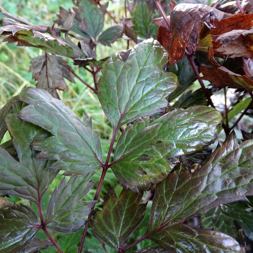 Actaea simplex Atropurpurea - Oktober-Silberkerze (Foliage)
