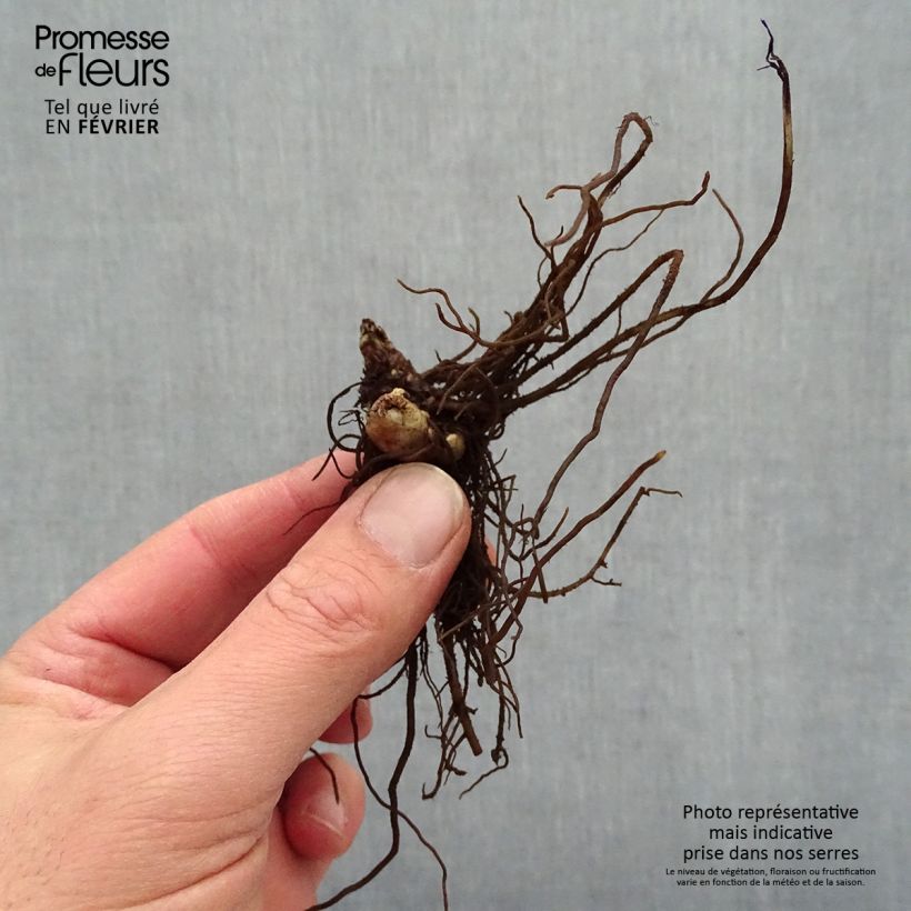 Exemplar von Actaea simplex Chocoholic - Oktober-Silberkerze Wurzelnackt wie im Winter geliefert