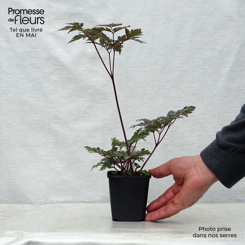 Exemplar von Actaea simplex Carbonella - Oktober-Silberkerze Kleine Töpfe von 8/9 cm wie im Frühjahr geliefert