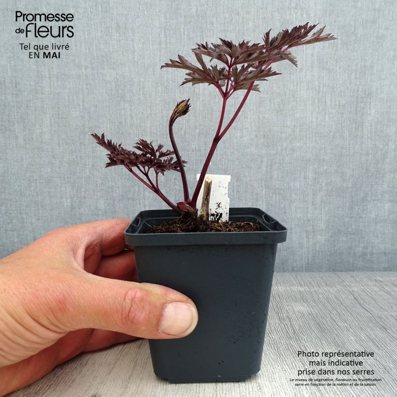 Example of Actaea simplex James Compton - Oktober-Silberkerze Kleine Töpfe von 8/9 cm as you get in printemps