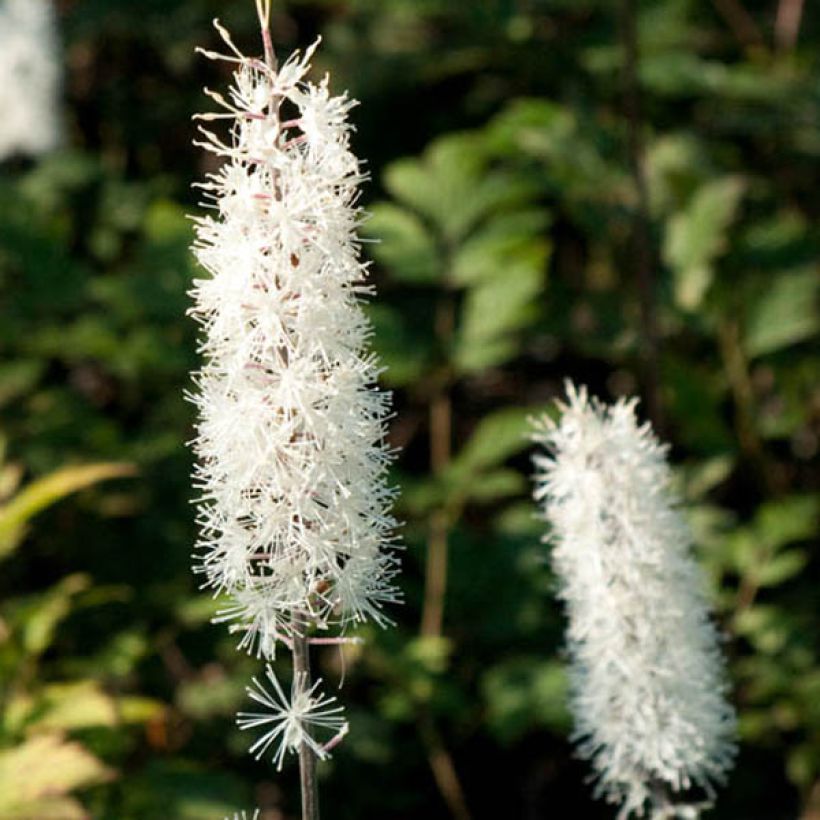 Actaea simplex Atropurpurea - Oktober-Silberkerze (Flowering)