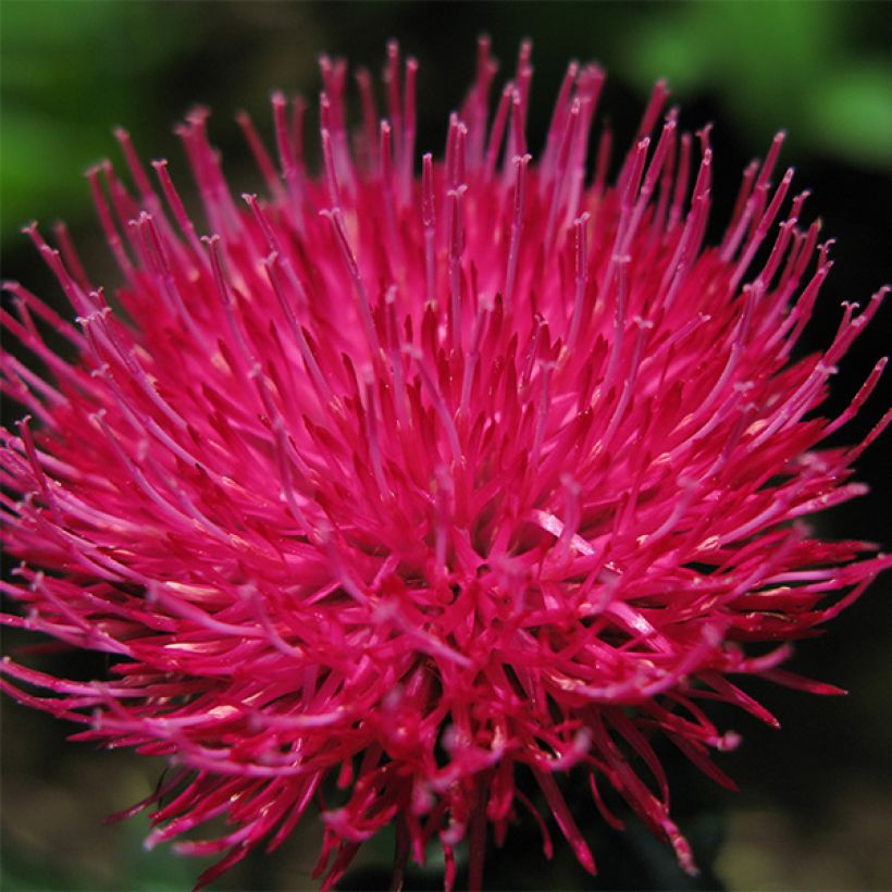 Cirsium japonicum Rose Beauty - Japanische Kratzdistel (Blüte)