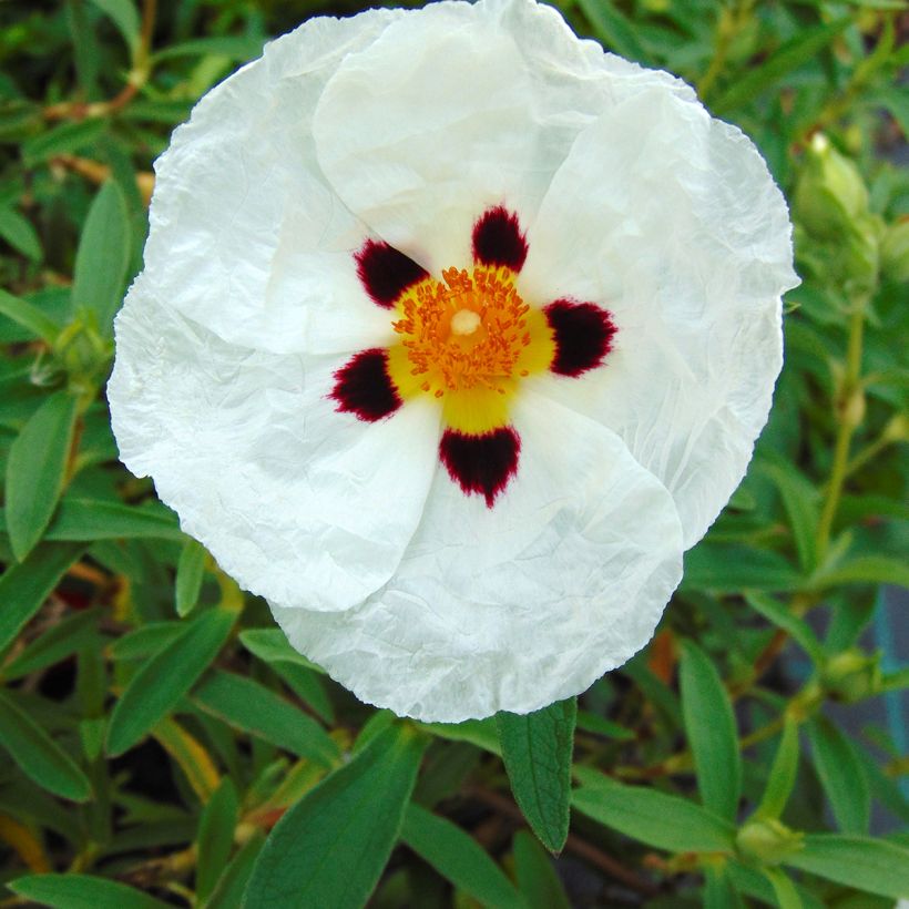 Zistrose Alan Fradd - Cistus purpureus (Flowering)
