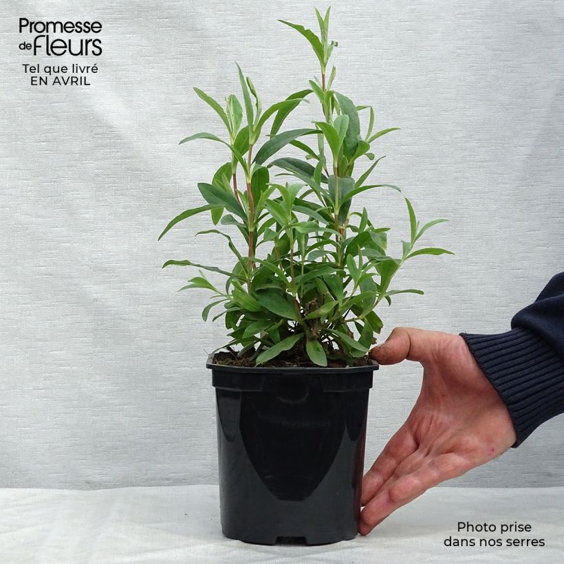 Example of Zistrose Alan Fradd - Cistus purpureus Topf mit 2L/3L as you get in printemps