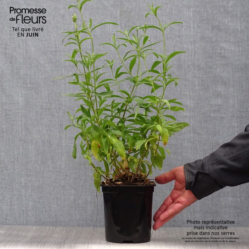 Exemplar von Zistrose Alan Fradd - Cistus purpureus Topf mit 2L/3L wie im Sommer geliefert