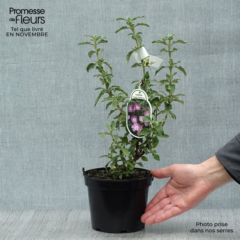 Exemplar von Zistrose Peggy Sammons - Cistus argenteus Topf mit 2L/3L wie im Herbst geliefert