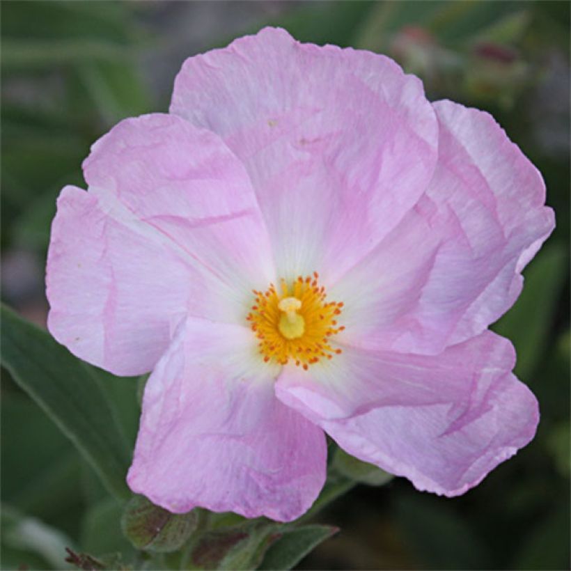 Zistrose Peggy Sammons - Cistus argenteus (Blüte)
