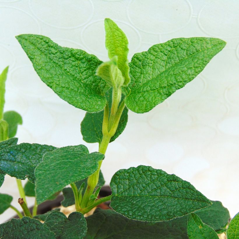 Felsen-Zistrose - Cistus corbariensis (Laub)
