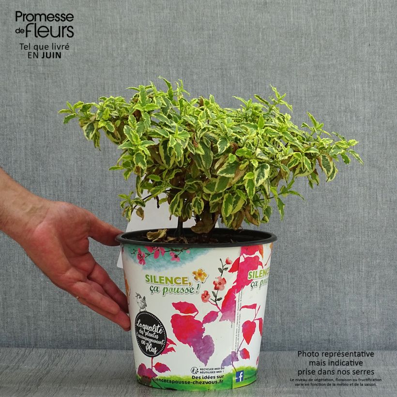 Exemplar von Zistrose Little Miss Sunshine - Cistus corbariensis Topf mit 3L/4L wie im Sommer geliefert
