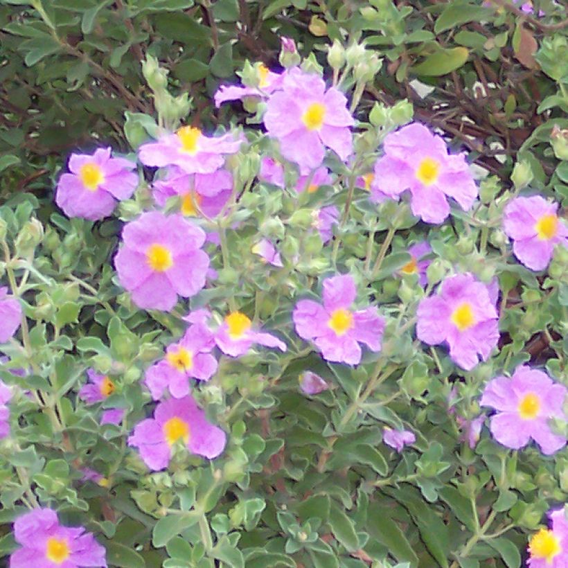Kretische Zistrose - Cistus creticus (Flowering)