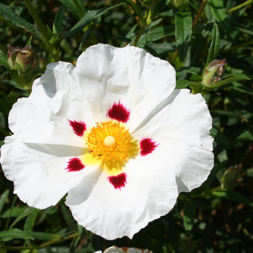 Zistrose Jenkyn Place - Cistus x dansereaui (Flowering)