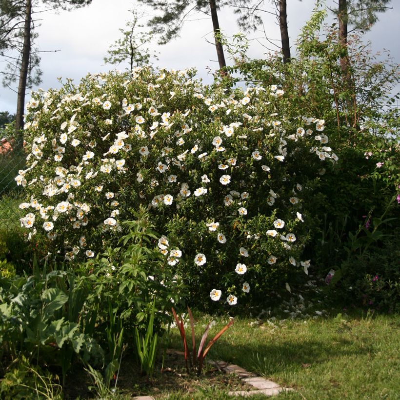 Zistrose Jenkyn Place - Cistus x dansereaui (Plant habit)