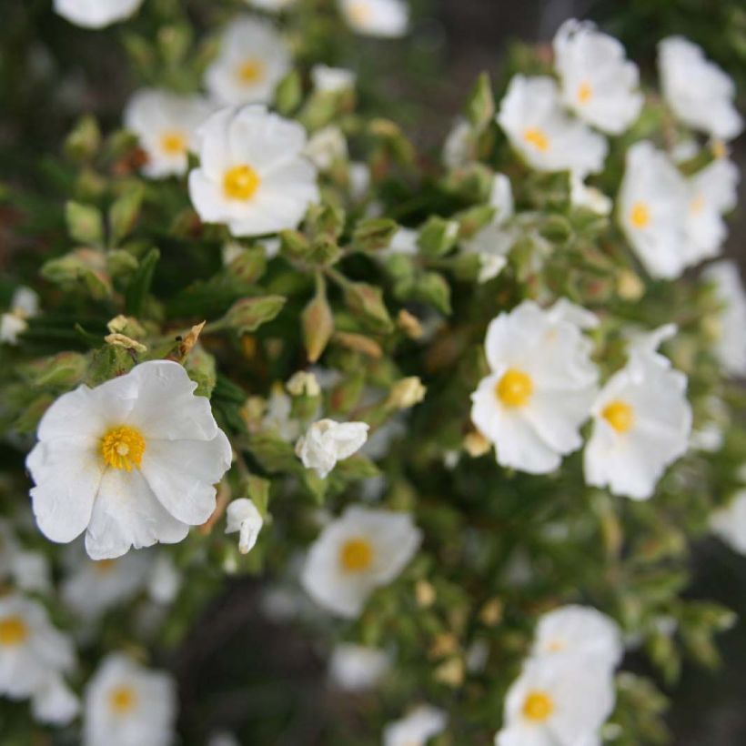 Montpellier-Zistrose - Cistus monspeliensis (Flowering)