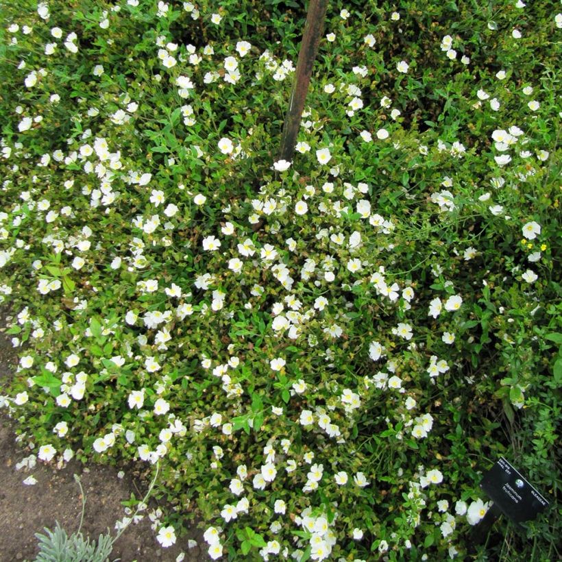 Cistus obtusifolius - Zistrose (Plant habit)