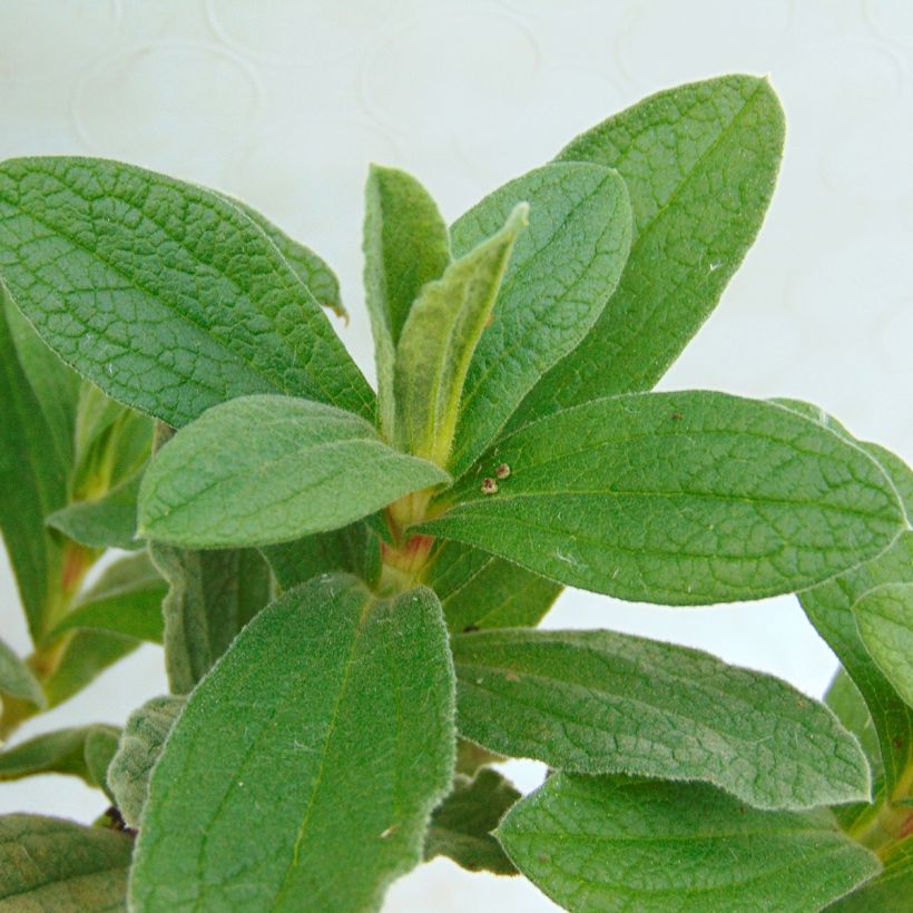 Zistrose - Cistus pulverulentus (Foliage)