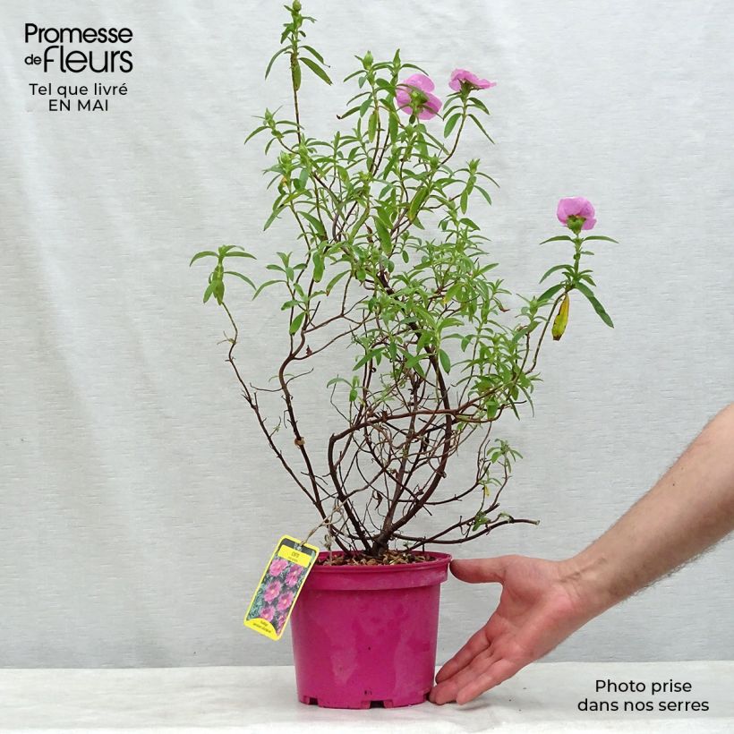 Example of Zistrose - Cistus pulverulentus Topf mit 2L/3L as you get in printemps