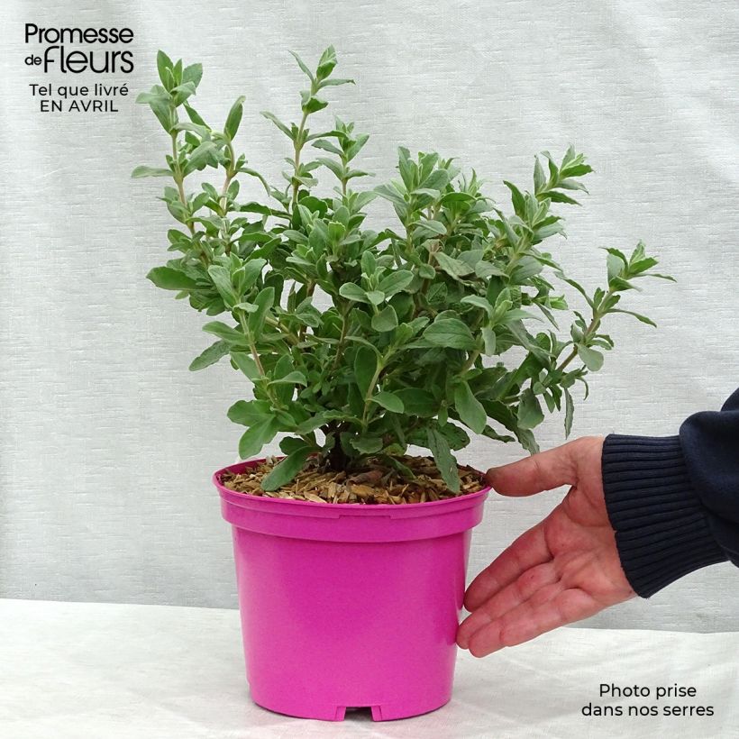 Example of Cistus pulverulentus Sunset - Zistrose Topf mit 2L/3L as you get in printemps