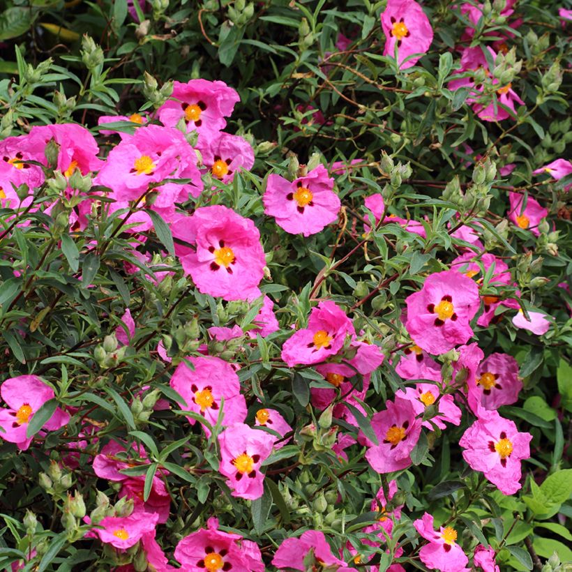 Purpur-Zistrose - Cistus purpureus (Flowering)