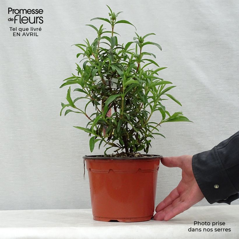 Example of Purpur-Zistrose - Cistus purpureus Topf mit 2L/3L as you get in printemps