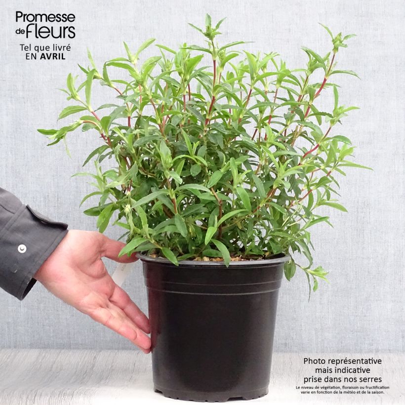 Example of Purpur-Zistrose - Cistus purpureus Topf mit 4L/5L as you get in printemps