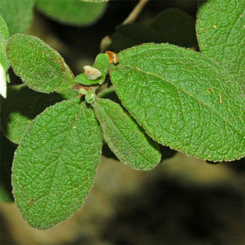 Salbeiblättrige Zistrose - Cistus salviifolius (Foliage)