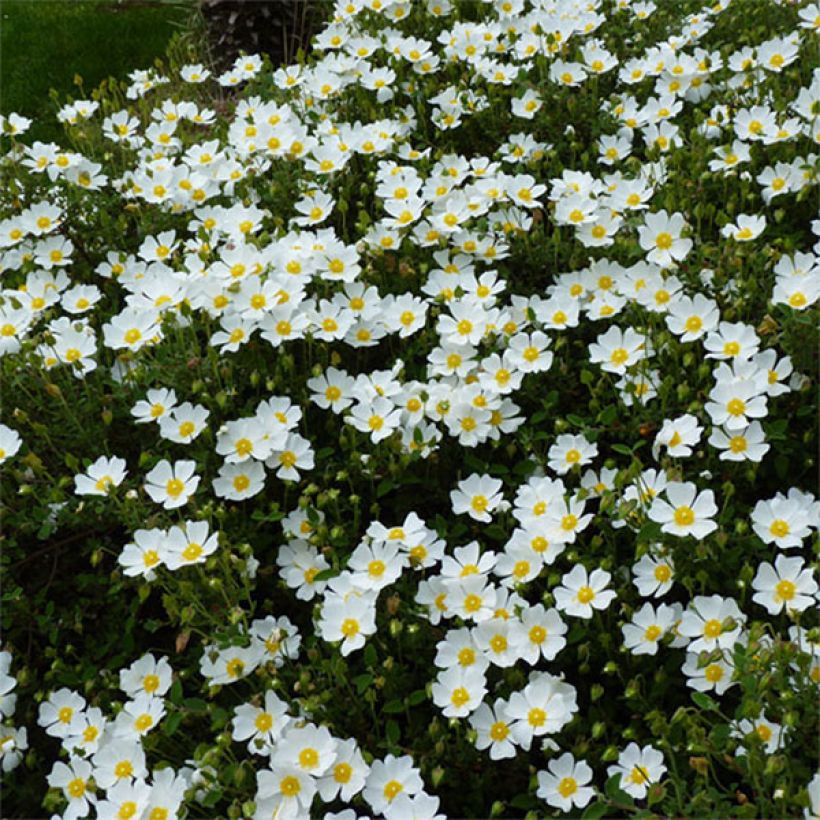 Salbeiblättrige Zistrose - Cistus salviifolius (Flowering)