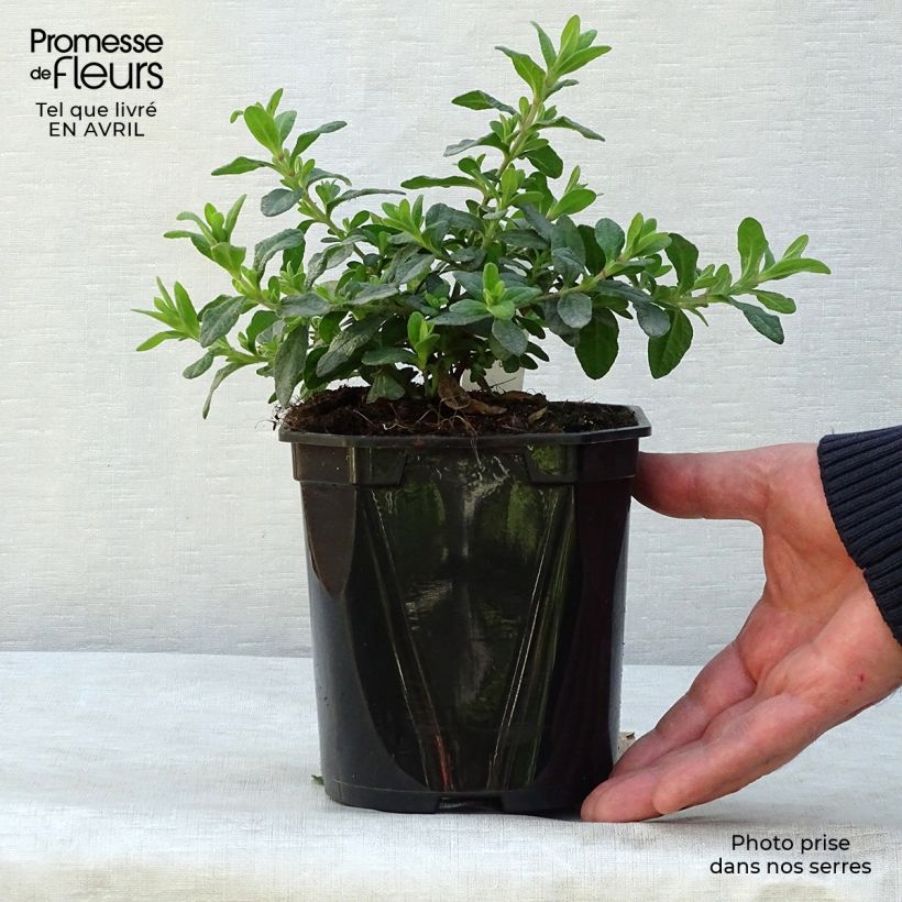 Example of Salbeiblättrige Zistrose - Cistus salviifolius Topf mit 2L/3L as you get in printemps