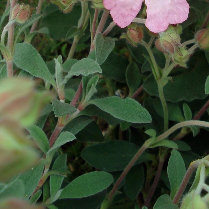 Zistrose Silver Pink - Cistus argenteus (Foliage)