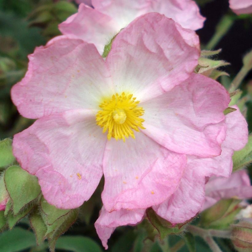 Zistrose Silver Pink - Cistus argenteus (Flowering)
