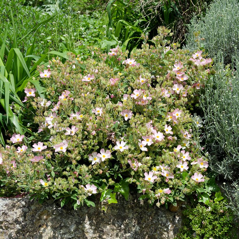 Zistrose Grayswood Pink - Cistus lenis (Plant habit)