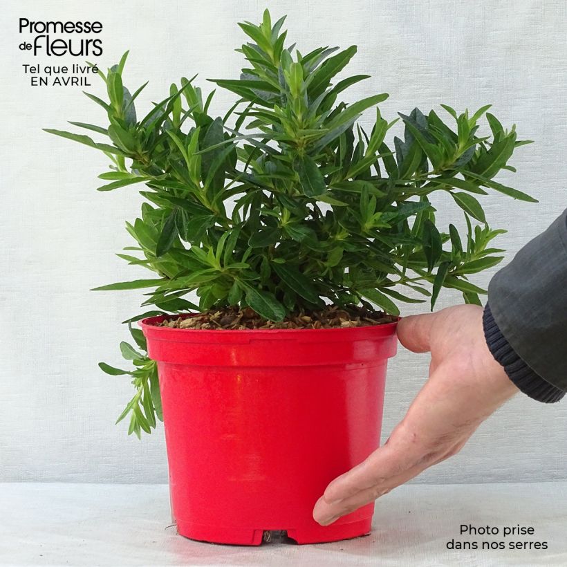 Exemplar von Zistrose - Cistus loretii Topf mit 2L/3L wie im Frühjahr geliefert