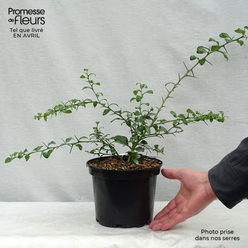 Exemplar von Fingerlimette Verde - Microcitrus australasica Topf mit 2L/3L, Strauch wie im Frühjahr geliefert