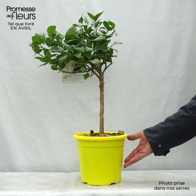 Example of Hybride Zitrone - Citrus x volkameriana Topf mit 4L/5L, 1/4 Stängel as you get in printemps