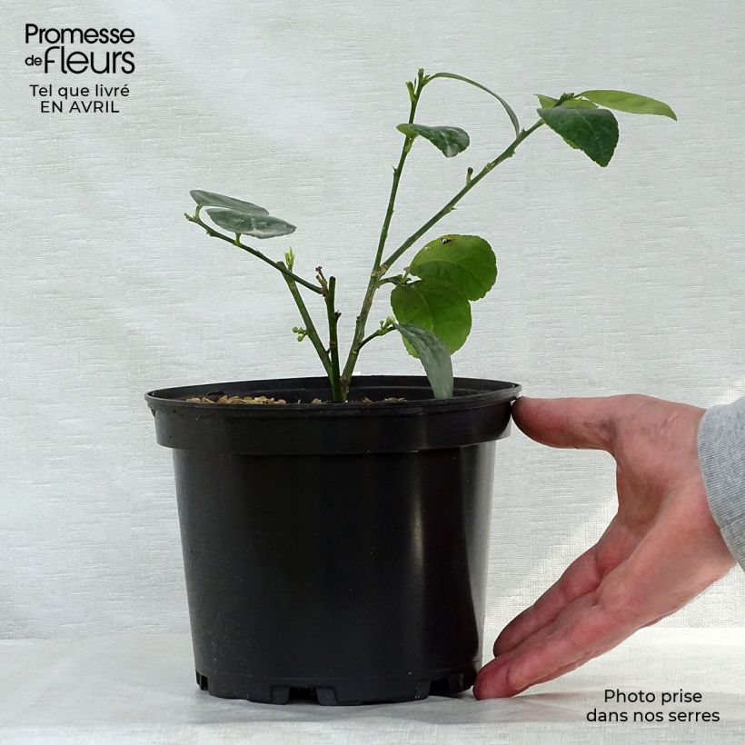 Example of Echte Limette Mexicana - Citrus x aurantiifolia Topf mit 2L/3L as you get in printemps