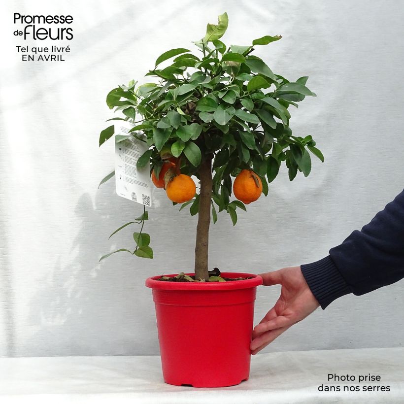 Example of Echte Limette Red Lime - Citrus x aurantiifolia Topf mit 4L/5L, 1/4 Stängel as you get in printemps