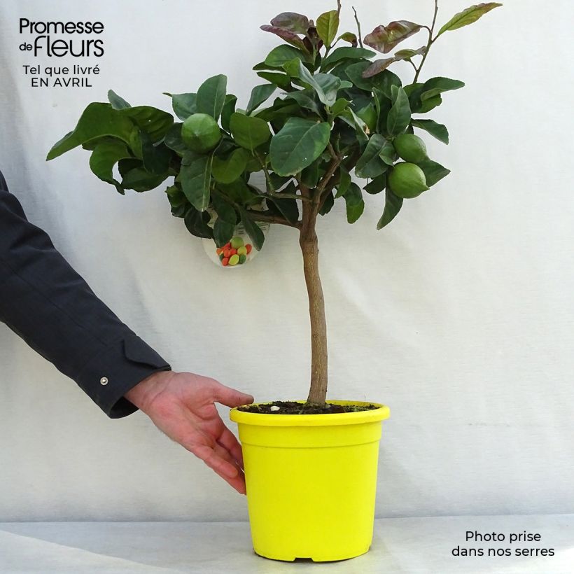 Exemplar von Zitrone Femminello Carrubaro - Citrus limon Topf mit 4L/5L, 1/4 Stängel wie im Frühjahr geliefert