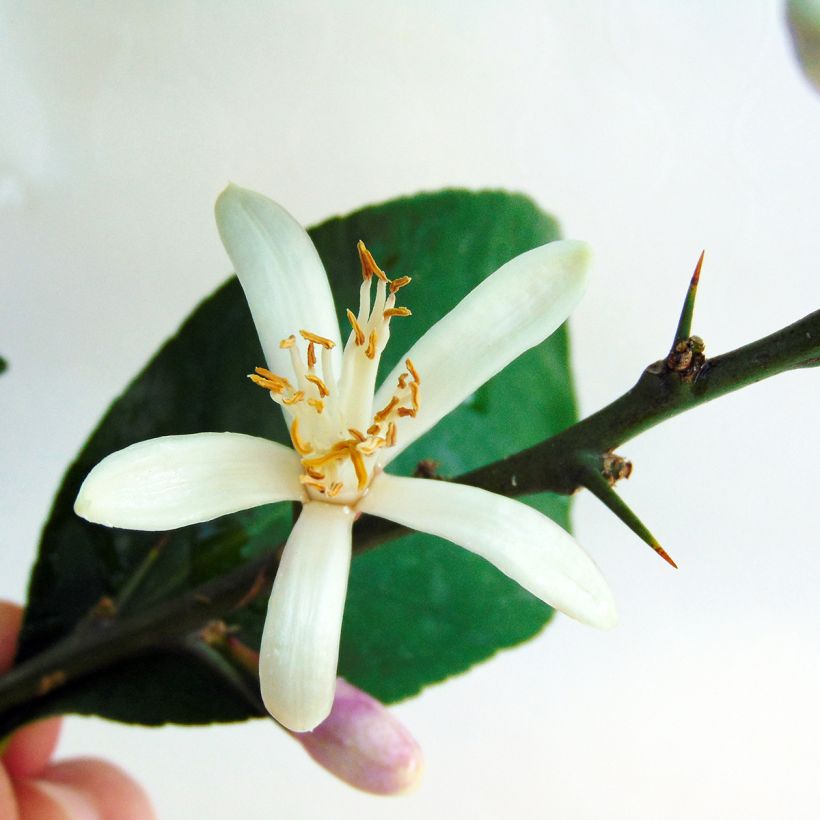 Zitrone Citronnier des 4 saisons - Citrus limon (Blüte)