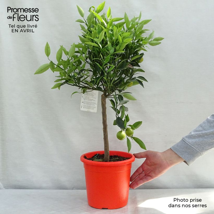 Exemplar von Kumquatine Kucle - Citrus Fortunella margarita x Citrus clementina Topf mit 4L/5L, 1/4 Stängel wie im Frühjahr geliefert