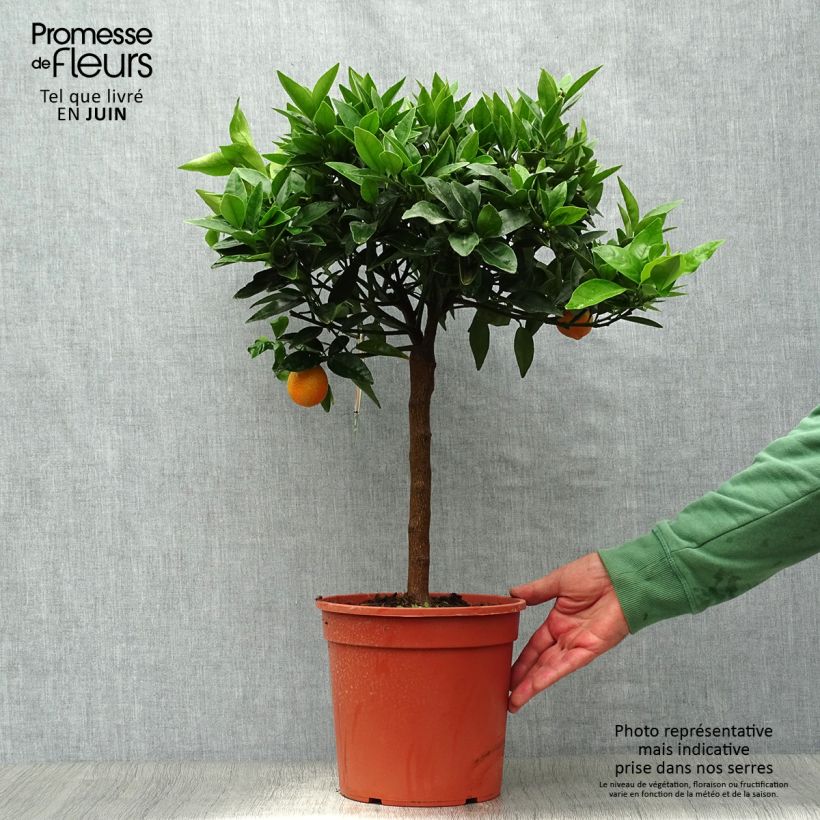 Exemplar von Kumquatine Kucle - Citrus Fortunella margarita x Citrus clementina Topf mit 4L/5L, 1/4 Stängel wie im Sommer geliefert