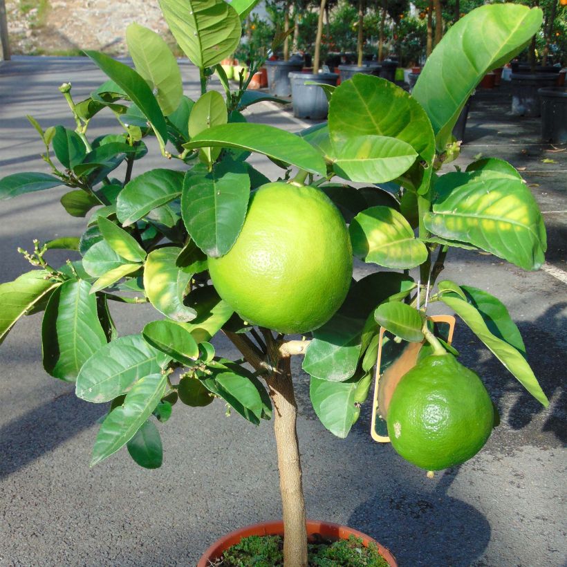 Grapefruit - Citrus x paradisi (Wuchs)