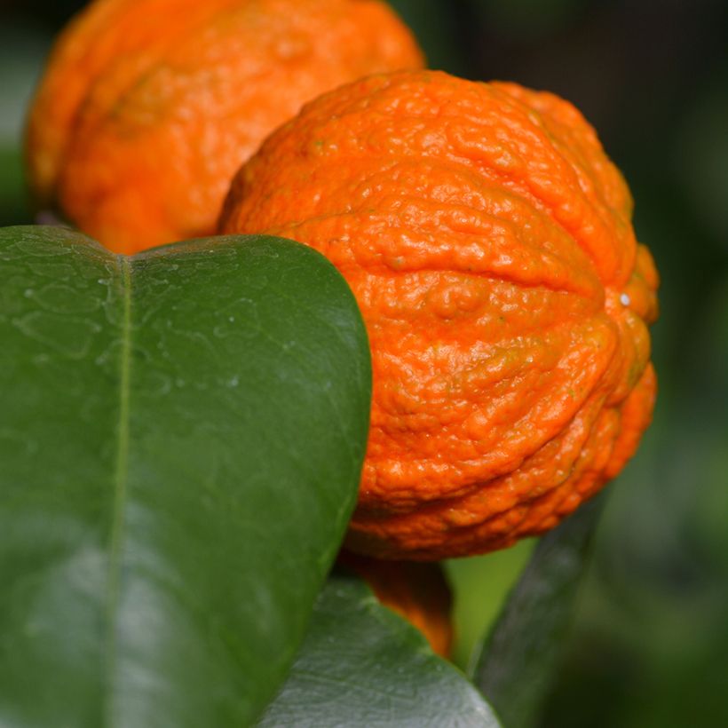 Bitterorange Bizzaria - Citrus aurantium (Ernte)