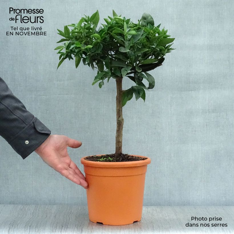 Exemplar von Clementinenbaum Clémentine - Citrus x clementina Topf mit 4L/5L, 1/4 Stängel wie im Herbst geliefert