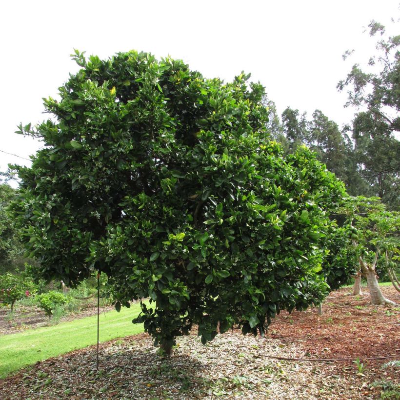 Orange Washington Navel - Citrus sinensis (Plant habit)