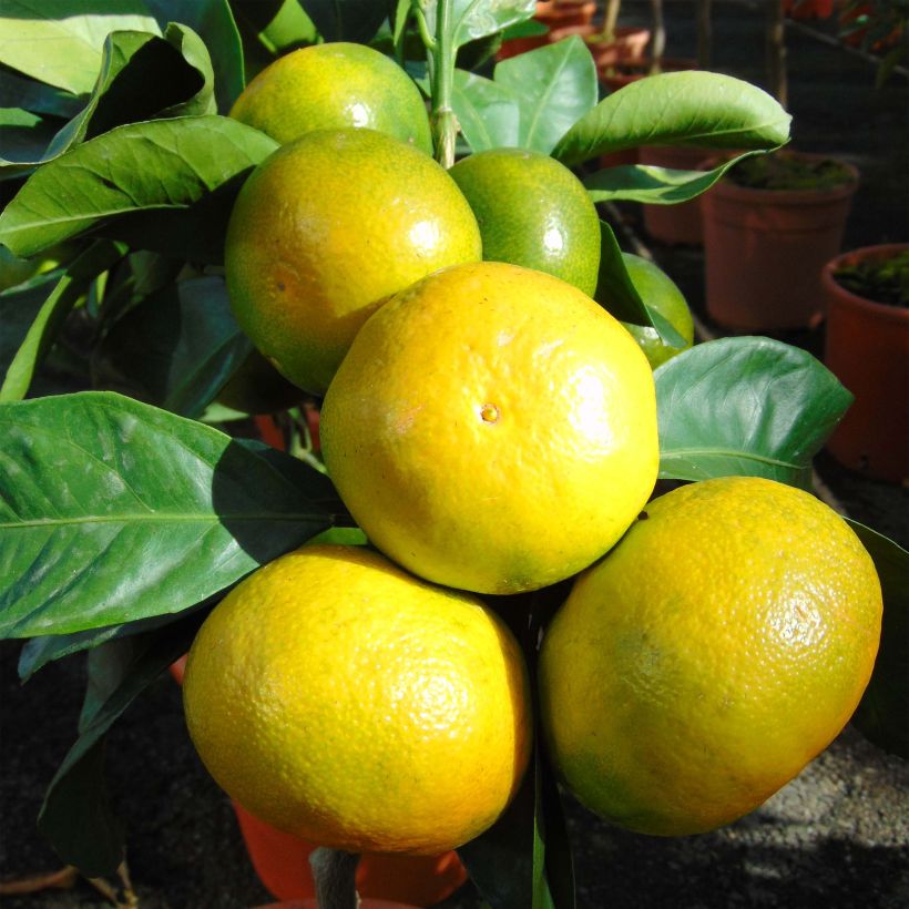Mandarine - Citrus reticulata subsp. unshiu (Harvest)