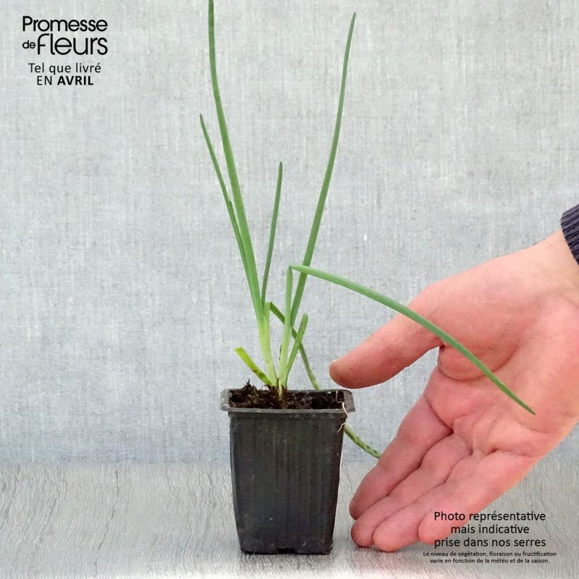 Exemplar von Winter-Zwiebel St Jacques - Allium fistulosum Kleine Töpfe von 7/8 cm wie im Frühjahr geliefert