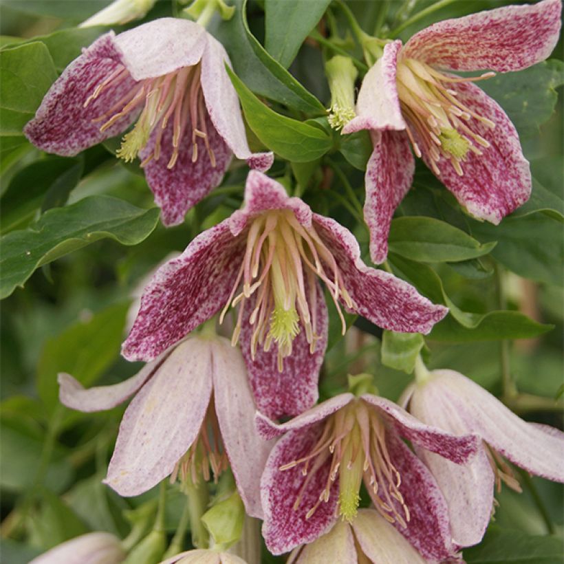 Clematis Advent Bells - Waldrebe (Flowering)