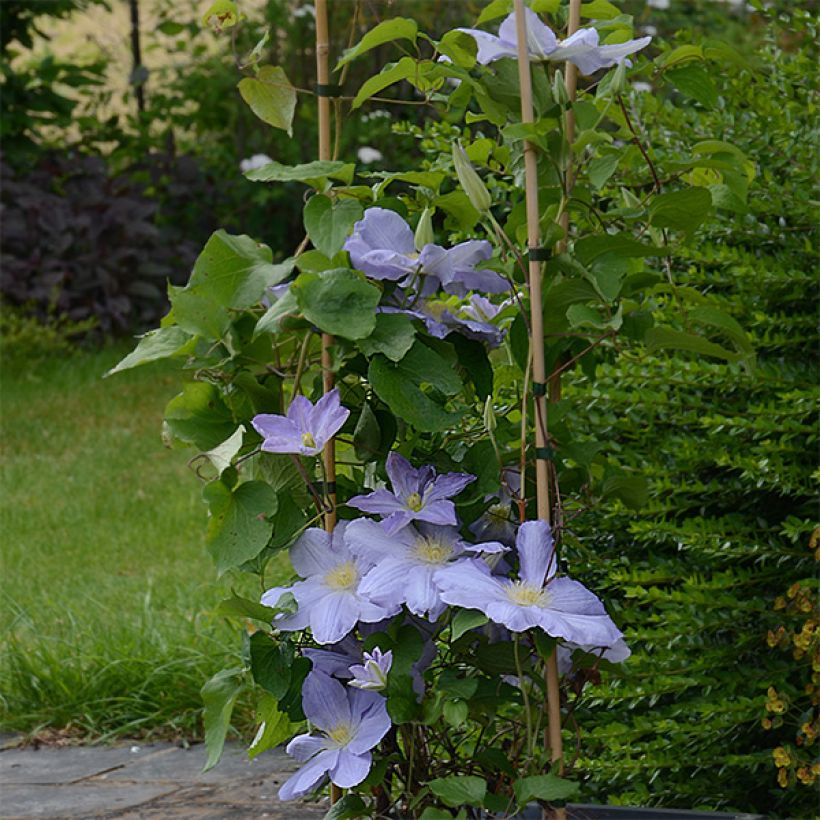 Waldrebe SUCCESS Lavender - Clematis (Wuchs)